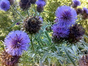 Cardoon Bloom